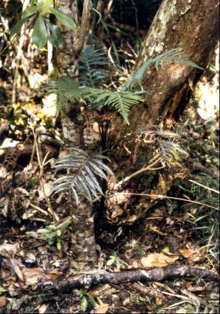 Diploblechnum Species, Maukurangi, Miniature Tree Fern