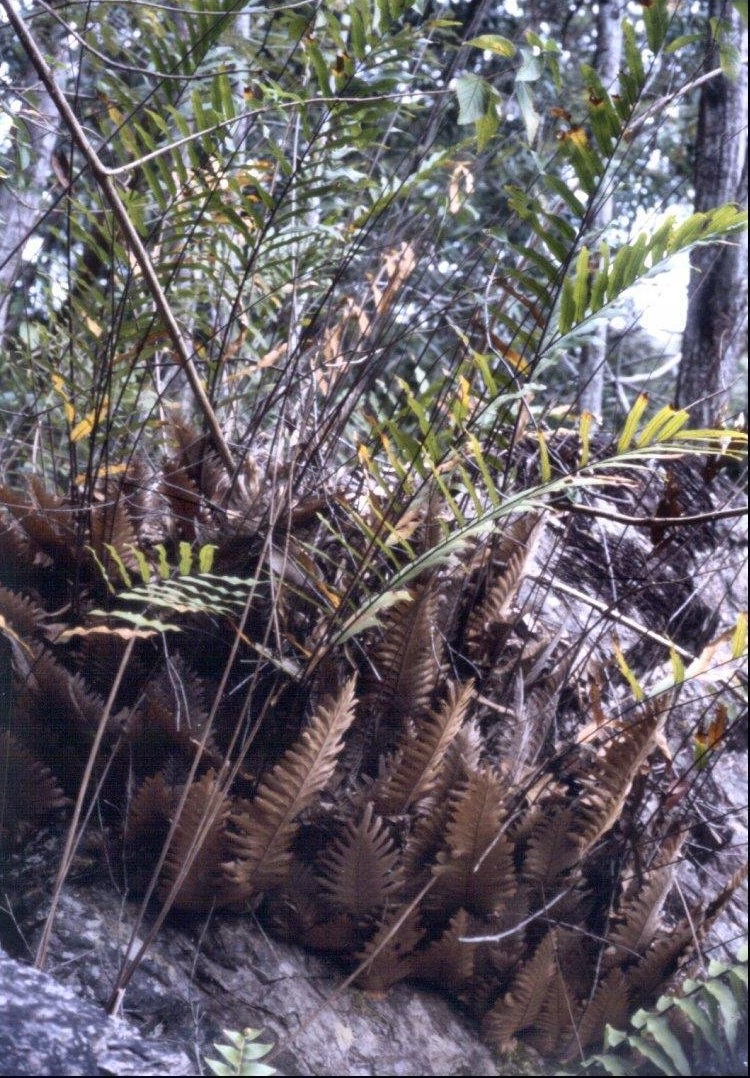 Aglaomorpha Species, Basket Fern