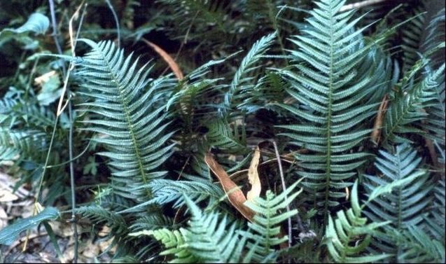 Doodia Species, Hacksaw Fern, Prickly Rasp Fern