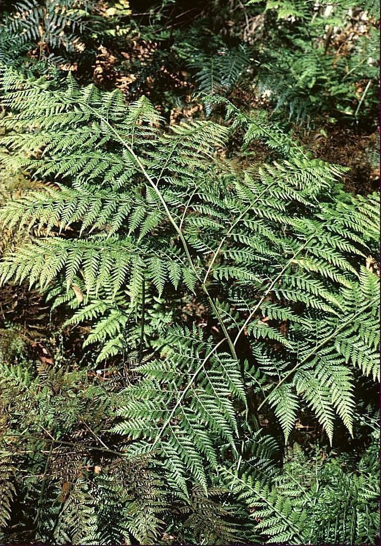 Common Ground-fern, False Bracken, Rainbow Fern