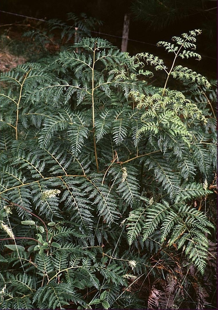 Austral Bracken