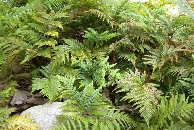 Cyclosorus Species, Willdenows Fern, Shiny Thelypteris
