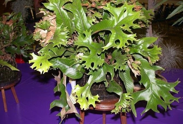 Pyrrosia, Tongue Fern Obake