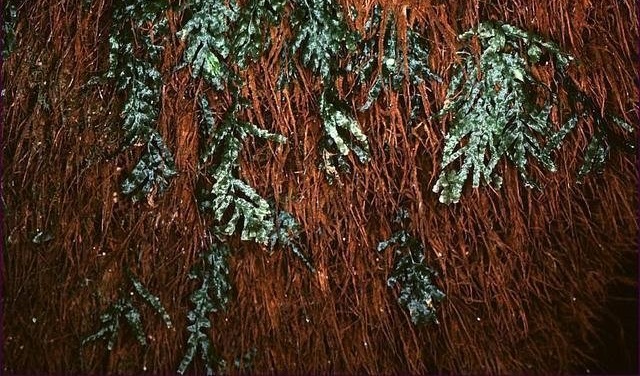 Veined Bristle-fern