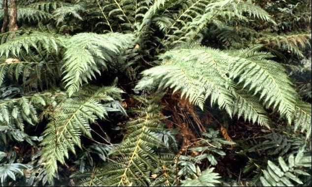 Todea Species, Austral King Fern, Crape Fern