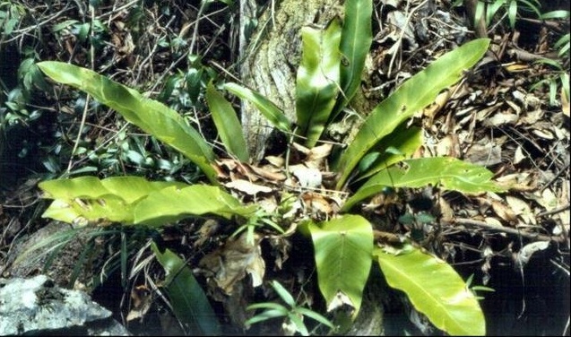 Asplenium Species, Australian Birds Nest Fern, Crows Nest Fern