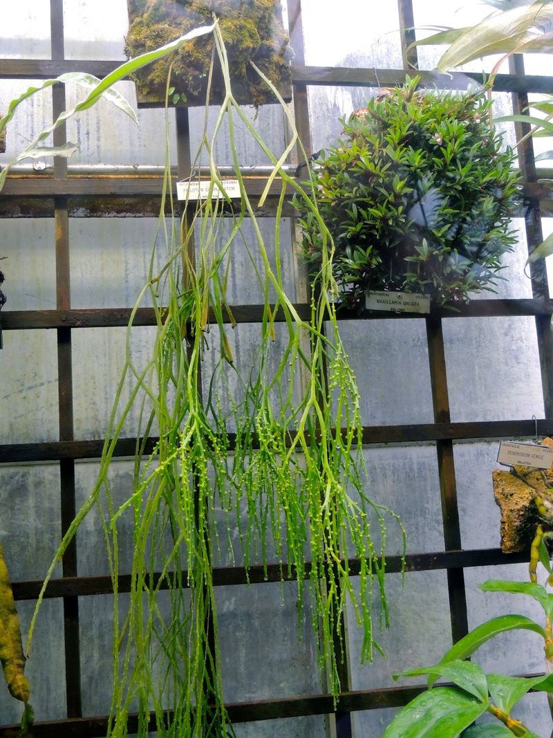 Whisk fern, moa, moa nahele, pipi, oo moa