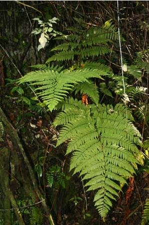 Florida Tree Fern, Red Hair Comb Fern