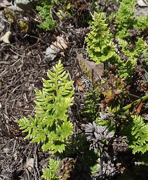 Aspidotis Species, Tufted Lacefern