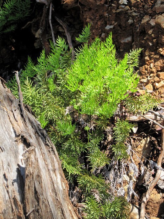 Aspidotis Species, Indians Dream