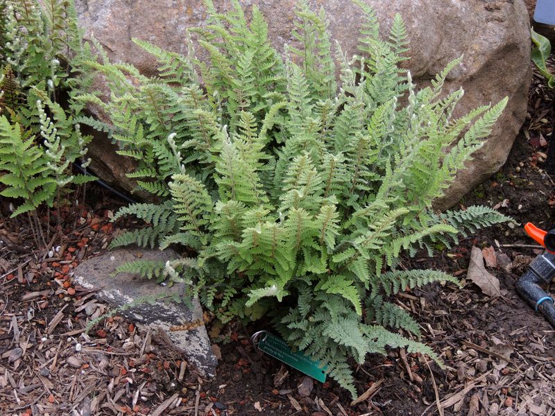 Myriopteris Species, Woolly Lipfern