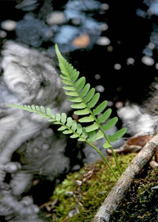 Asplenium Species, Auricled Spleenwort, Eared Spleenwort