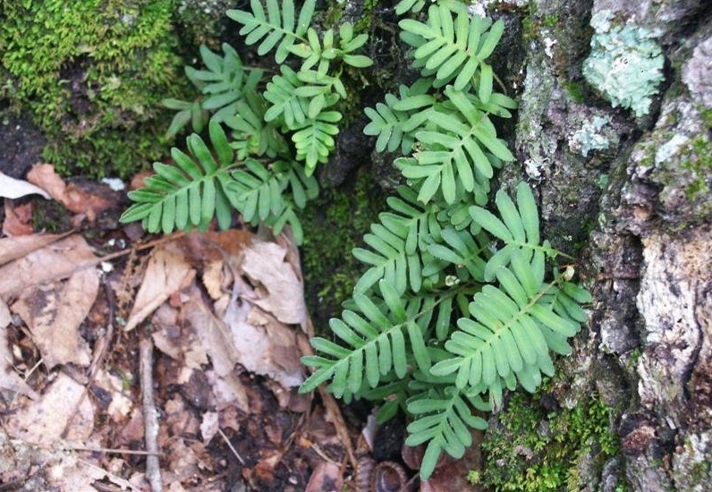 Pleopeltis Species, Gray Polypody, Resurrection Fern