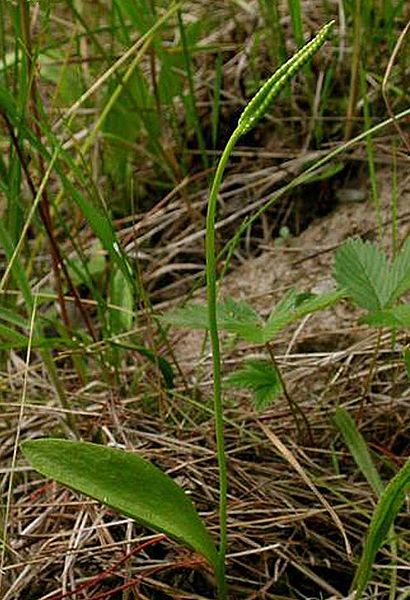 Adders-tongue, Northern adders-tongue