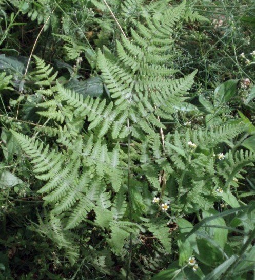Gymnocarpium Species, Limestone Oak Fern, Scented Oak Fern