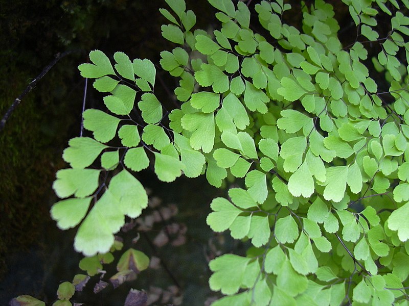 Maidenhair fern Ocean Spray