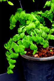 Maidenhair fern Sleeping Beauty
