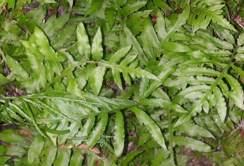 Netted Chain Fern