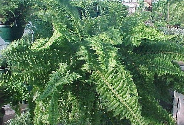Nephrolepis, Boston Fern Shadow Lace