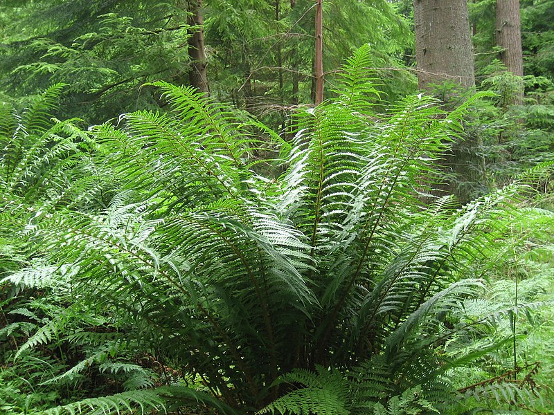 Dryopteris, Golden Male Fern Cristata