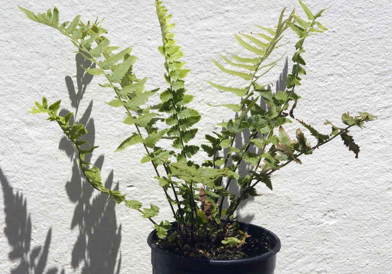 Tokyo Wood Fern