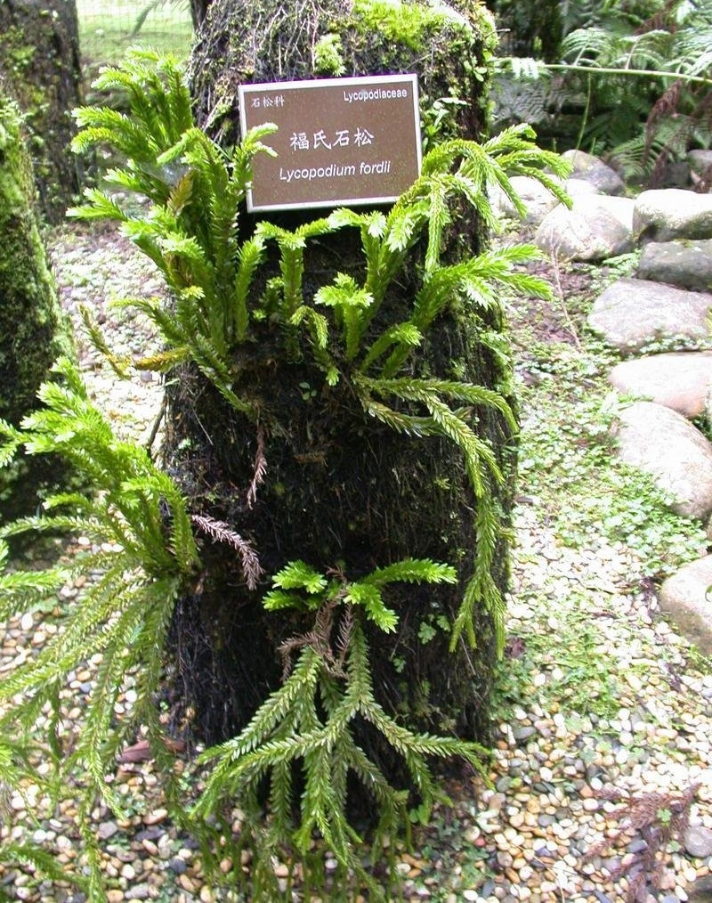 Phlegmariurus Species, Firmoss