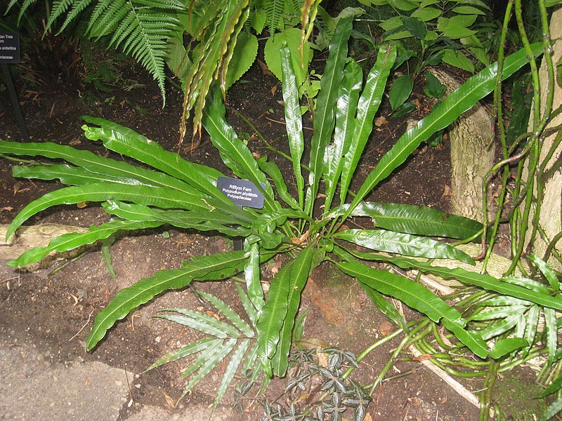 Long Strap Fern