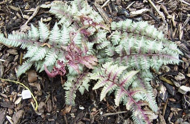 Japanese Painted Fern Pewter Lace