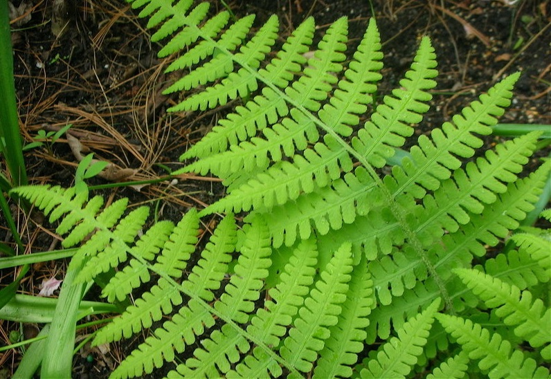 Deparia Species, Silvery Spleenwort, Silvery Glade Fern