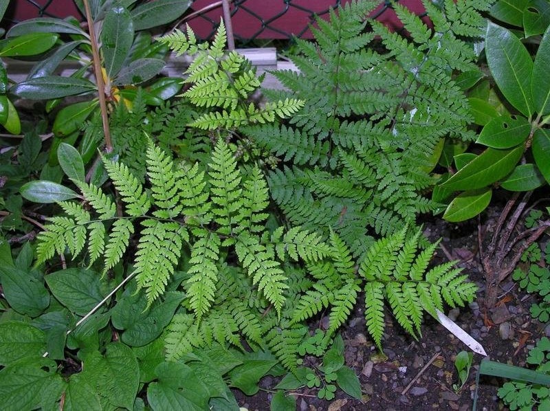 Athyrium Species, Japanese Lady Fern