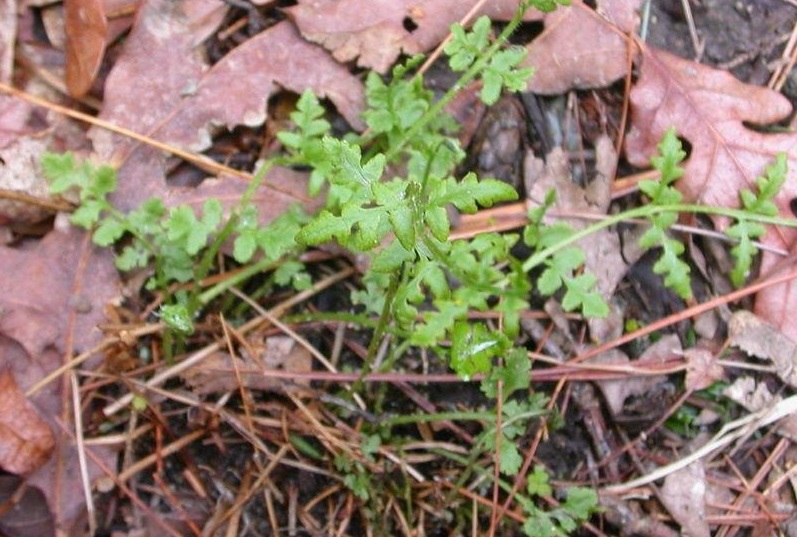 Woodsia Species, Blunt-Lobed Cliff Fern, Blunt-Lobe Woodsia