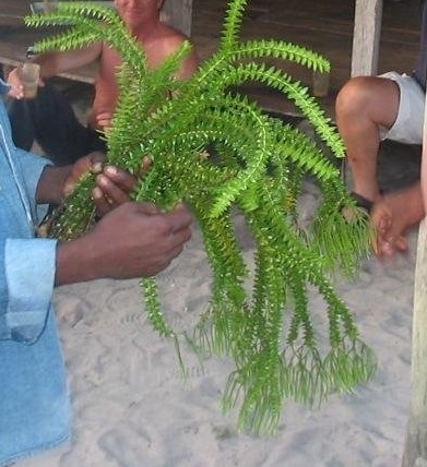 Phlegmariurus Species