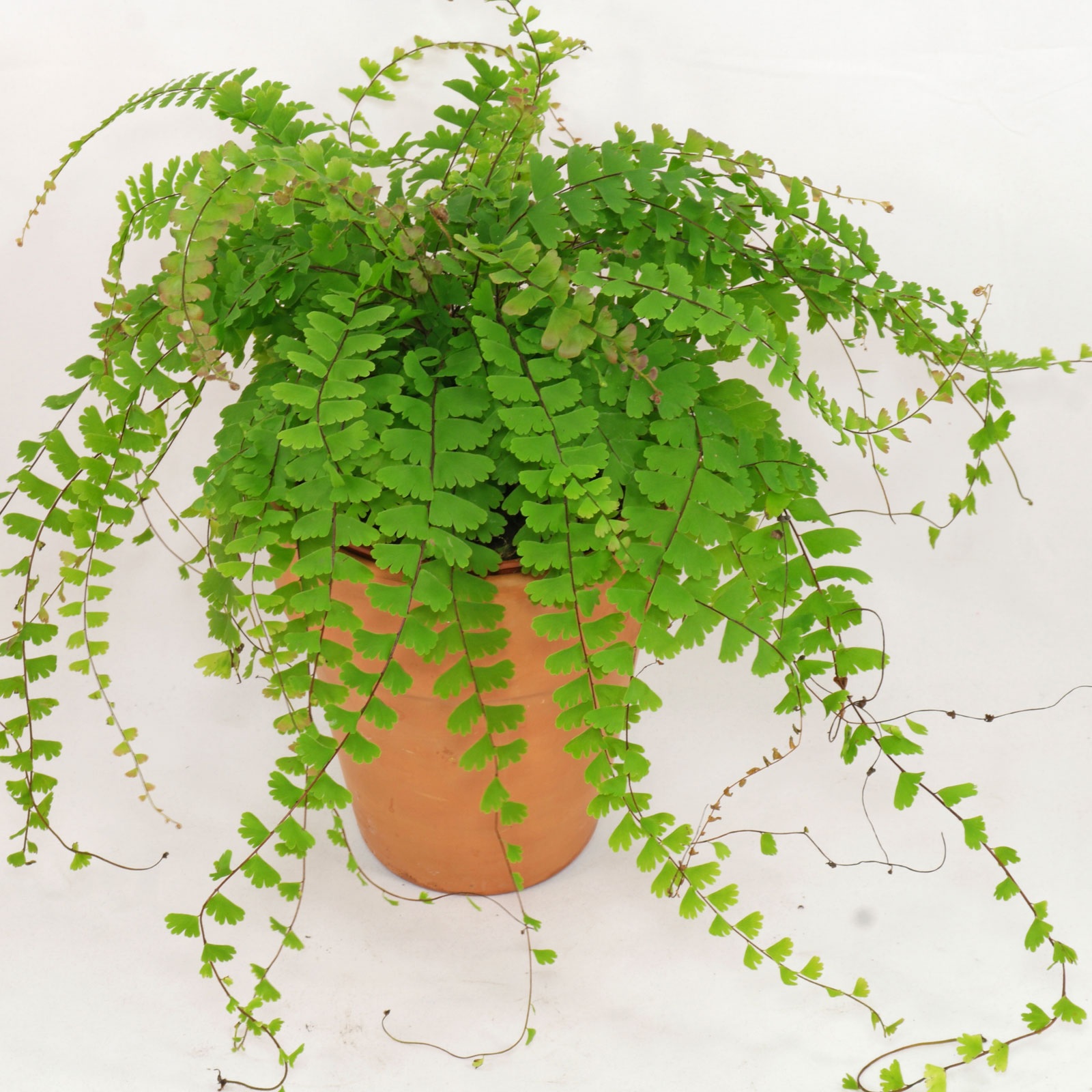 Walking Maidenhair Fern coll. #TLC-008
