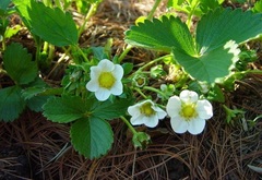 Fragaria, Strawberry 'Tristar'