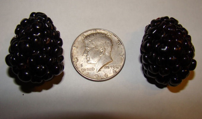 Blackberry Kiowa