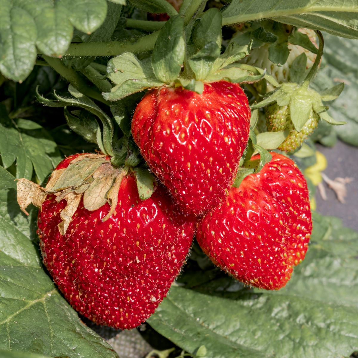 Strawberry Fairfax