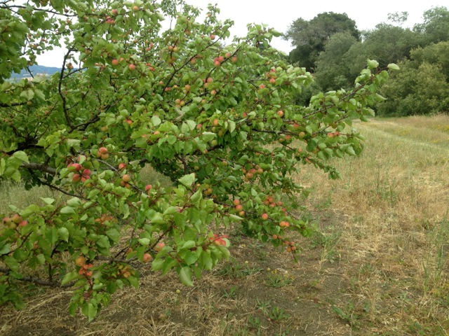 Apricot Blenheim Royal