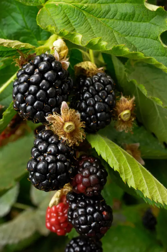 Blackberry Ouachita