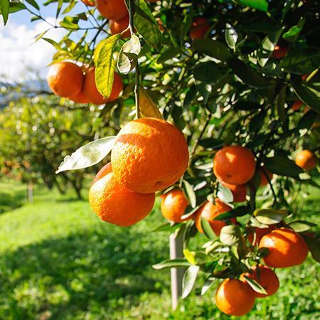 Citrus, Sweet Orange Trovita