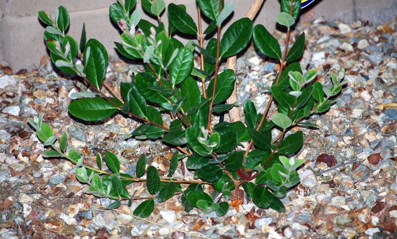 Pineapple Guava, Feijoa Nazemetz