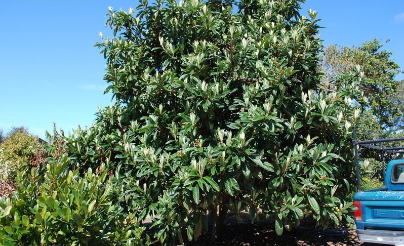 Eriobotrya, Japanese Plum, Loquat Big Jim