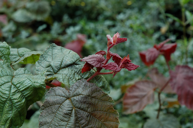 European Filbert, Hazelnut Red Dragon