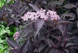 Elderberry, Black Elder, European Elder, Bourtree