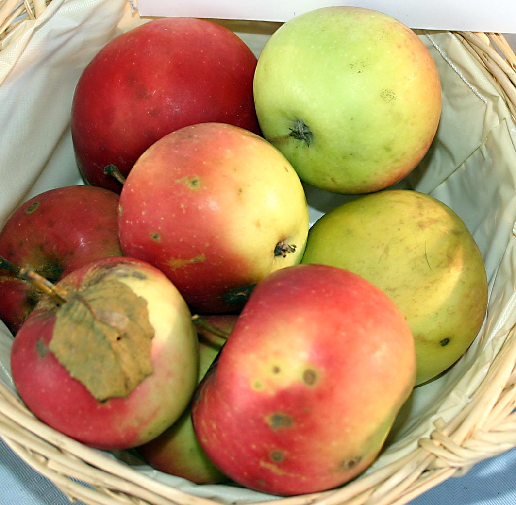 Apple Jonathan