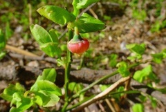Vaccinium Species, Bilberry, Blue Whortleberry, European Blueberry