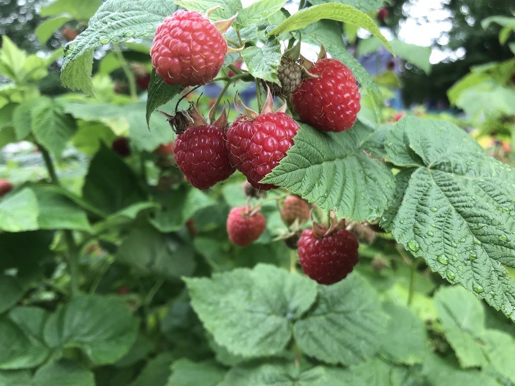 Rubus Species, European Raspberry, Raspberry, Red Raspberry
