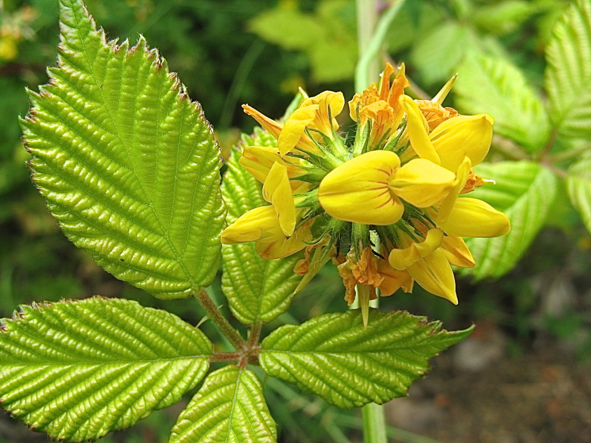 Yellow Himalayan Blackberry