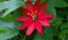 Passiflora Species, Red Passion Flower, Passion Vine