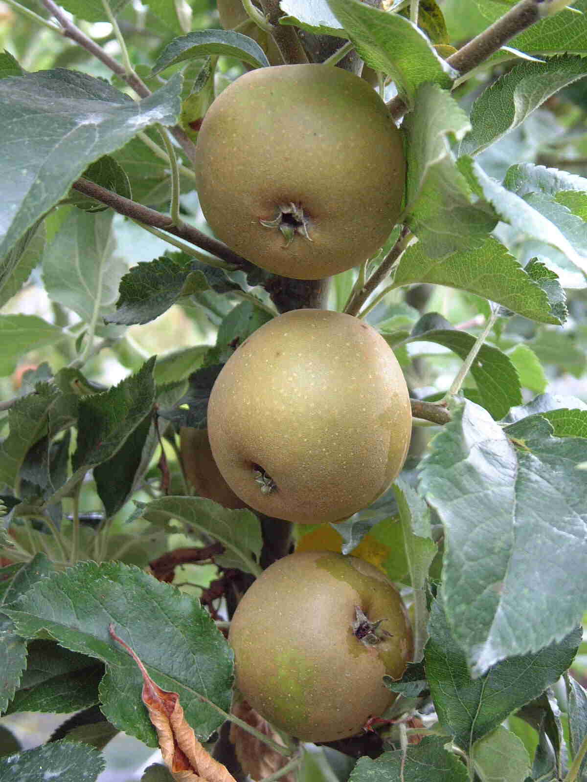 Russet Apple Egremont Russet