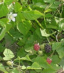 Pacific Blackberry